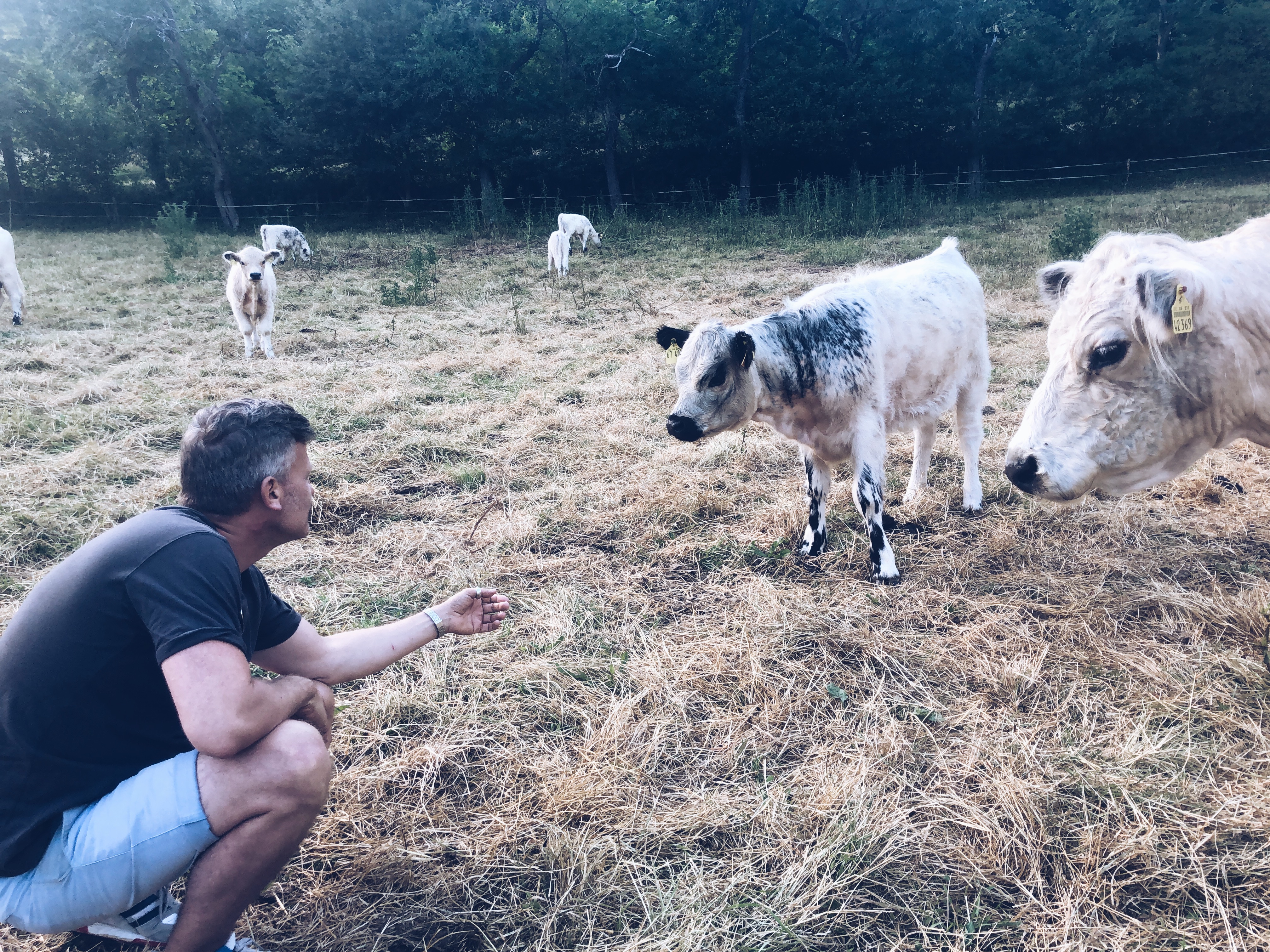 Joar Berge – Cow Whisperer